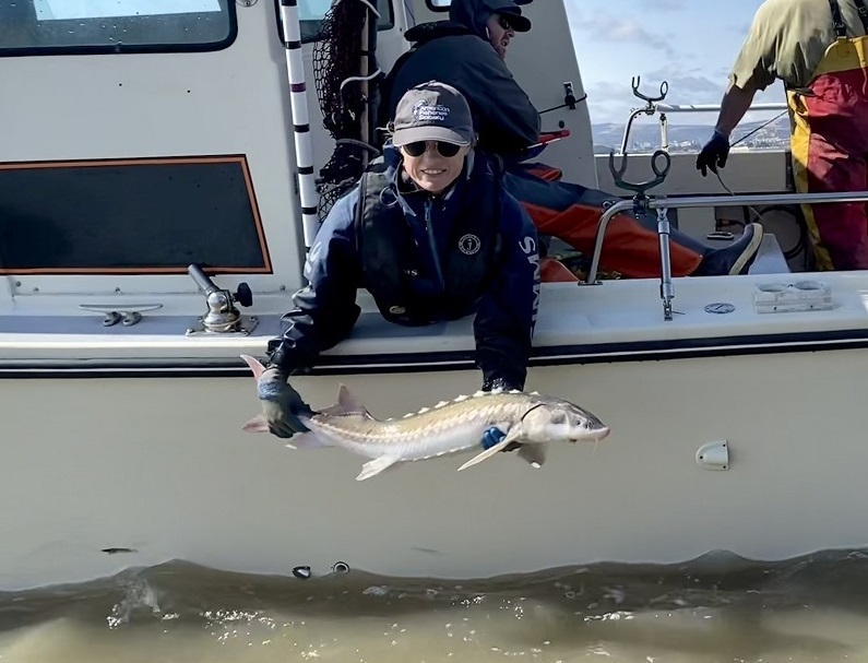 Fisheries biologist releases white sturgeon during CDFW sturgeon monitoring study in Suisun Bay